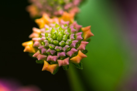 lantana camara flowerの写真素材
