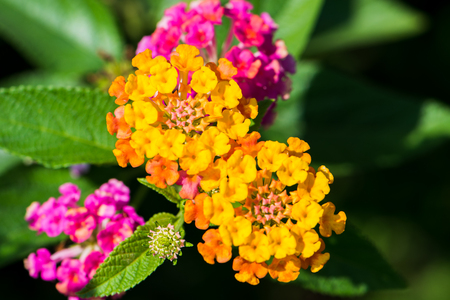lantana camaraの写真素材