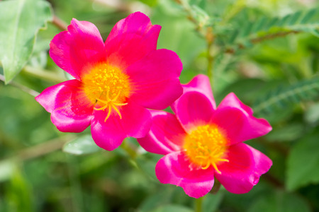 pink flower blooming in the gardenの写真素材
