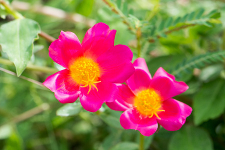 pink flower blooming in the gardenの写真素材