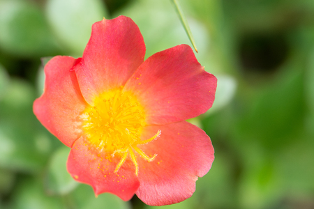 red flower blooming in the gardenの写真素材