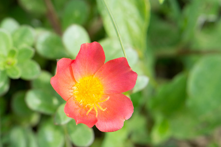 red flower blooming in the gardenの写真素材