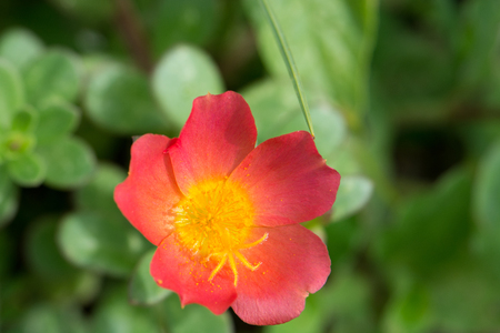 red flower blooming in the gardenの写真素材