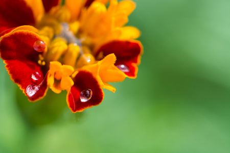 marigold flower blooming in the gardenの写真素材