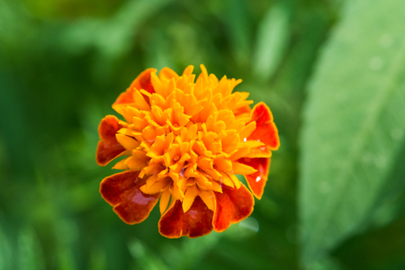 marigold flower blooming in the gardenの写真素材