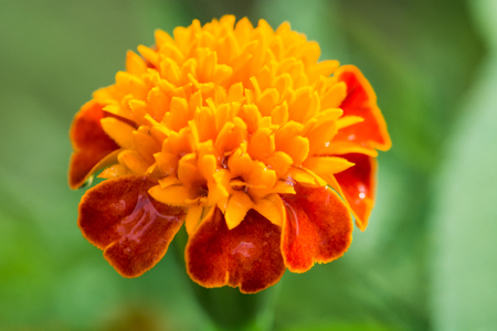 marigold flower blooming in the gardenの写真素材