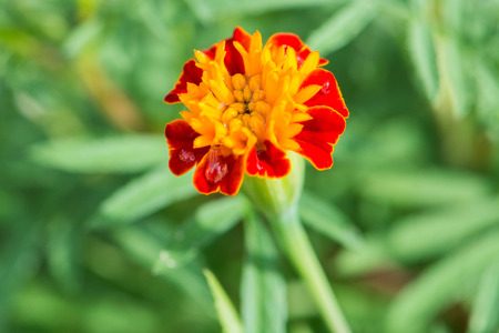 marigold flower blooming in the gardenの写真素材
