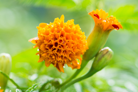 marigold flower blooming in the gardenの写真素材