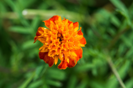marigold flower blooming in the gardenの写真素材