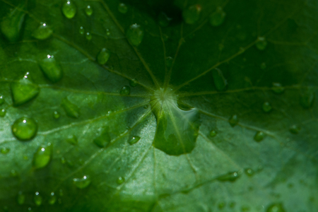 dew on grass leaf after rainの写真素材