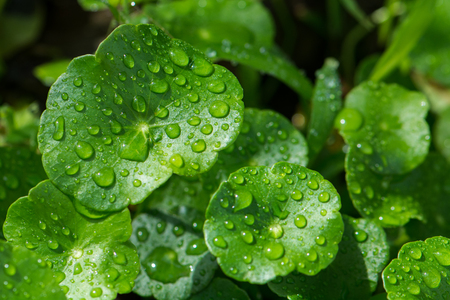 dew on grass leaf after rainの写真素材