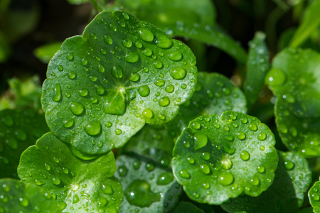 dew on grass leaf after rainの写真素材