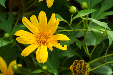 yellow flower blooming in the gardenの写真素材