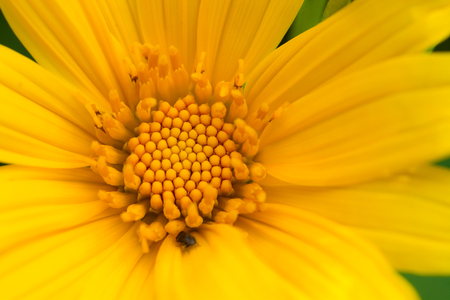 yellow flower blooming in the gardenの写真素材