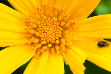yellow flower blooming in the gardenの写真素材