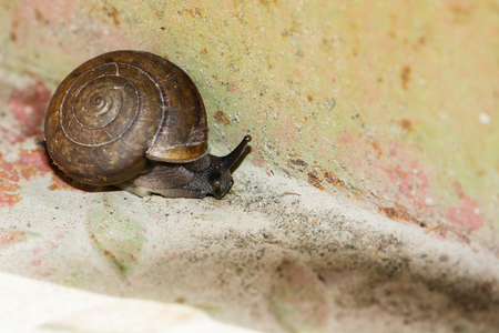 snail is slow animalの写真素材