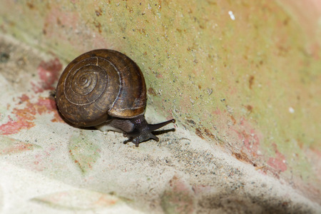 snail is slow animalの写真素材