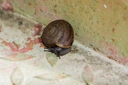 snail is slow animalの写真素材
