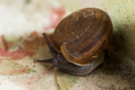snail is slow animalの写真素材