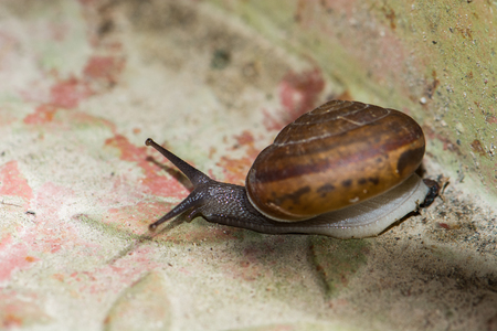 snail is slow animalの写真素材