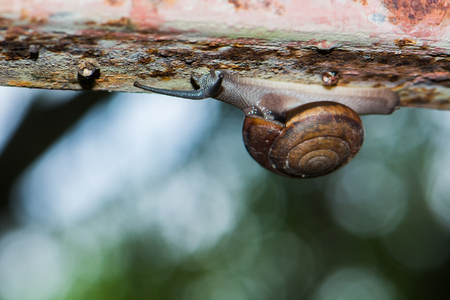 snail is slow animalの写真素材