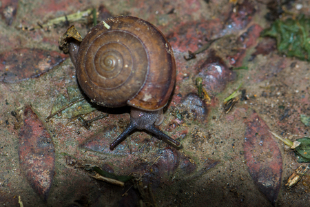 snail is slow animalの写真素材