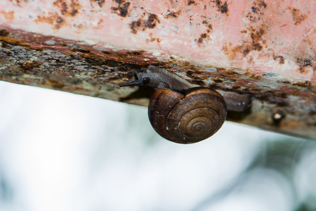snail is slow animalの写真素材