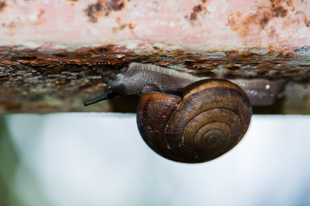 snail is slow animalの写真素材