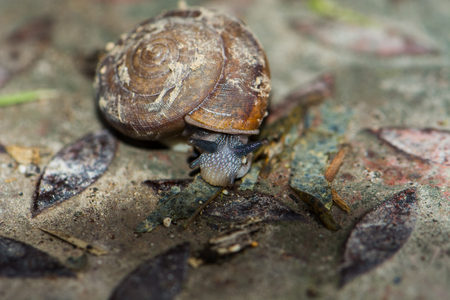snail is slow animalの写真素材
