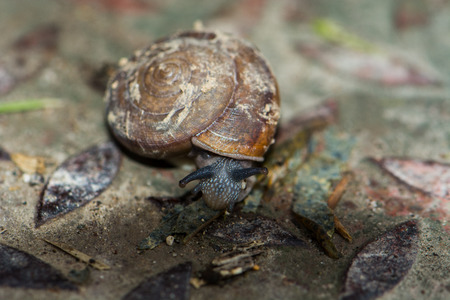 snail is slow animalの写真素材