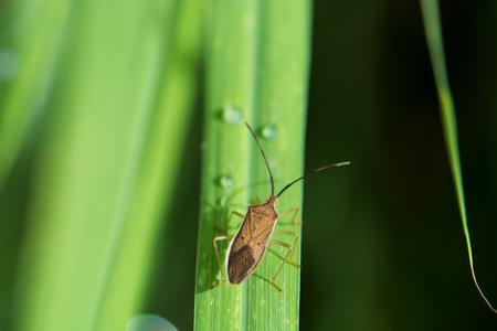insect on leaf green grassの写真素材