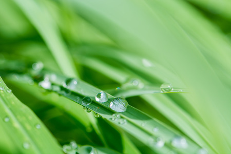 dew on leaf green grassの写真素材