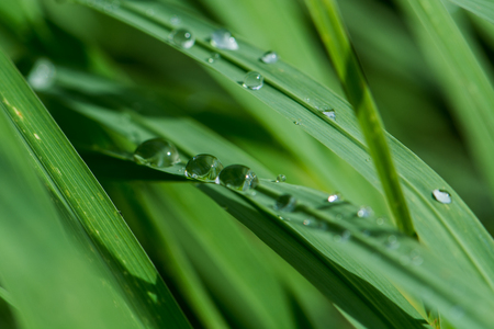 dew on leaf green grassの写真素材