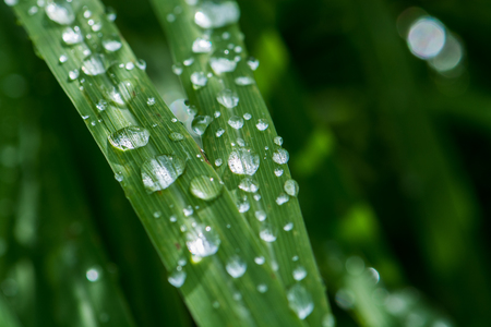 dew on leaf green grassの写真素材
