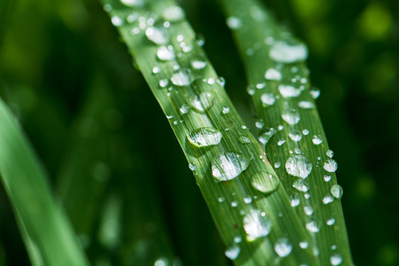 dew on leaf green grassの写真素材