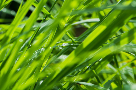 dew on leaf green grassの写真素材