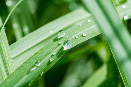 dew on leaf green grassの写真素材