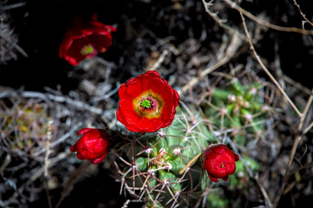 Barrel Cactus flowering blooming red vibrant blossom showing life thriving in dry arid desert...