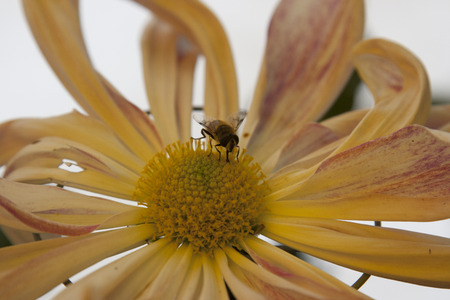 Bee on Flowerの写真素材