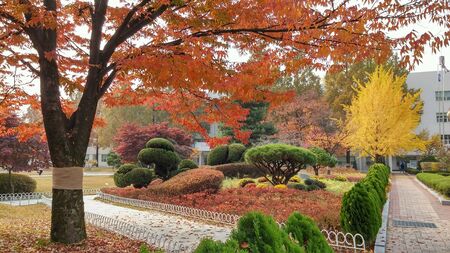 Autumn in korean college campusの素材