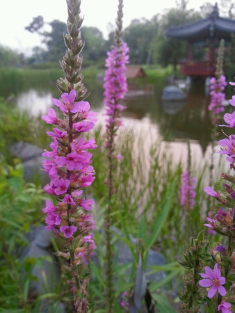 Flowers near a pond in koreaの素材