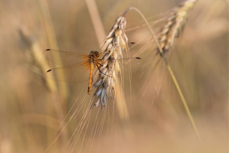 orange dragonfly sitting on cereal, close upの写真素材
