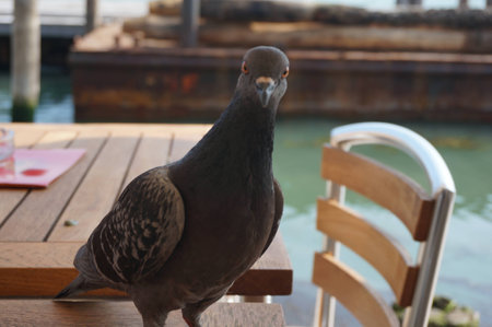 Pigeon by the dining tableの写真素材