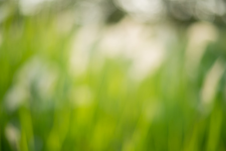 Abstract nature green blurred background with bokeh.の写真素材