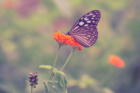 Vintage butterfly and orange color flower in spring. Vintage retro effect style pictures.の写真素材