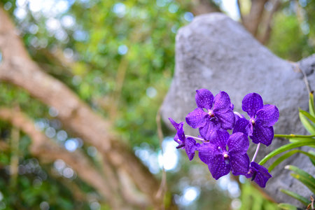 Orchid flower on tree against nature background.
