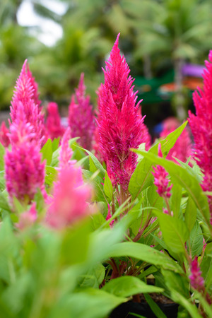 Colorful plumed cockscomb flower or Celosia argentea blossomの写真素材