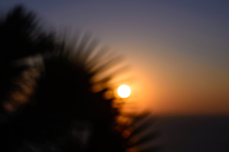 Abstract nature tree blurred background at sunset の写真素材