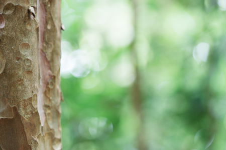Eucalyptus tree trunk closeup.Green leaves background. の写真素材