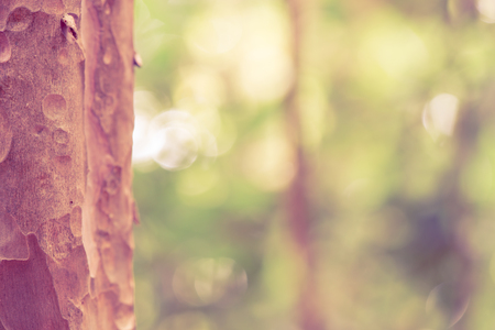 Eucalyptus tree trunk closeup.Green leaves background.の写真素材